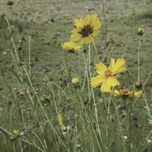 粗屌操大学生在线播放
