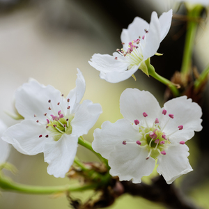 啊灬岳灬啊灬快灬高潮了双飞
